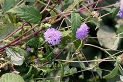 Phyllocephalum scabridum